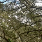 Acacia heterophylla Tamarin des hauts F abaceae Endémique La Réunion 752.jpeg